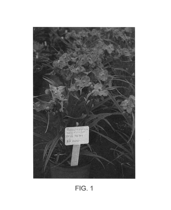 Figure 1 of US plant patent PP24733, the photograph of Radtrad printed in the patent.