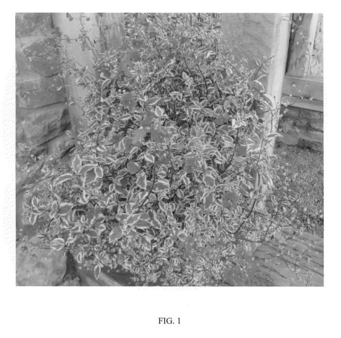 Figure 1 of US plant patent PP24734, the photograph of PENSCAR printed in the patent.