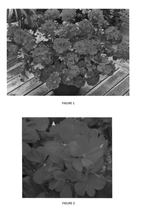 Figure 1 of US plant patent PP24735, the photograph of PEQZ0001 printed in the patent.