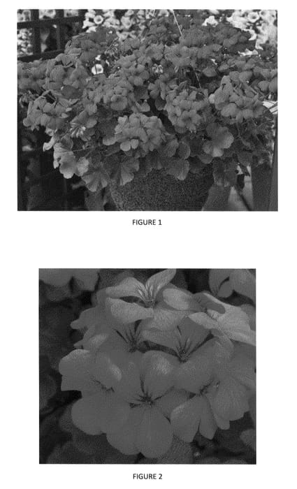 Figure 1 of US plant patent PP24736, the photograph of PEQZ0003 printed in the patent.