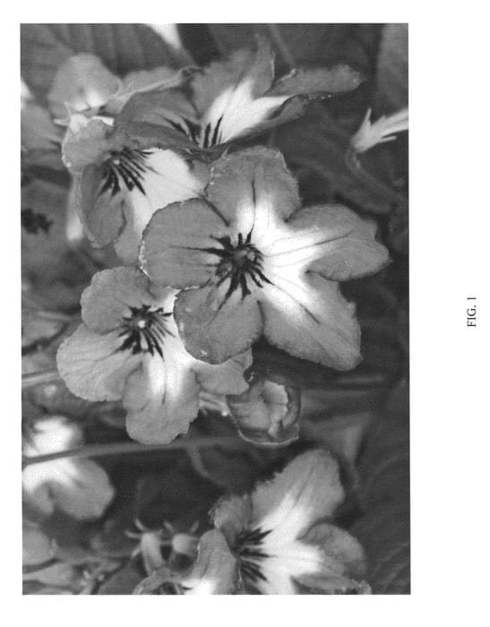 Figure 1 of US plant patent PP24737, the photograph of SLSBW10-0 printed in the patent.