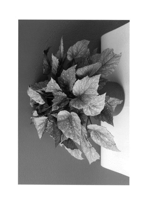 Figure 1 of US plant patent PP24738, the photograph of KRBELYF02 printed in the patent.