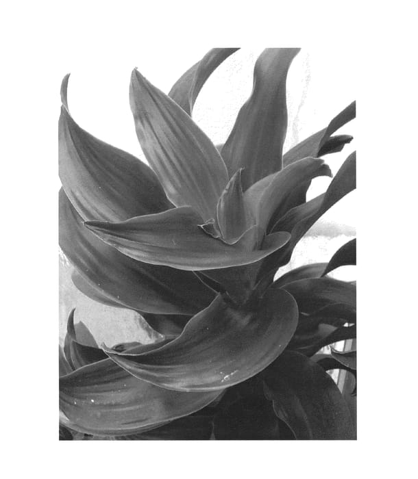 Figure 1 of US plant patent PP24739, the photograph of Dragontwis printed in the patent.