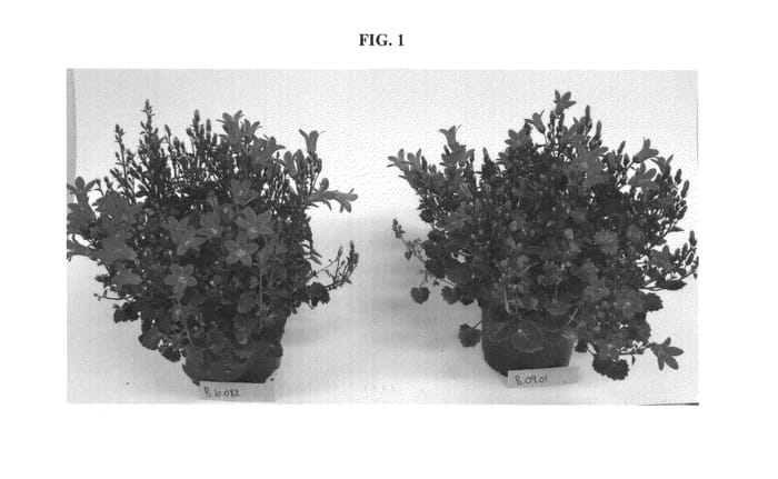 Figure 1 of US plant patent PP24740, the photograph of B.10.082 printed in the patent.