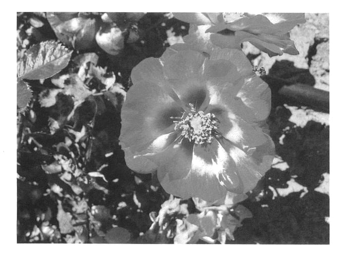 Figure 1 of US plant patent PP24741, the photograph of Spropom printed in the patent.