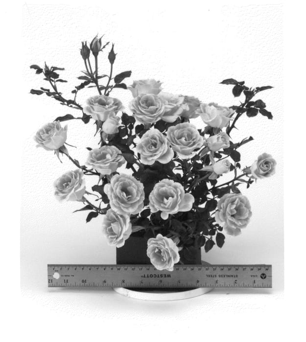 Figure 1 of US plant patent PP24742, the photograph of WEKtebodoko printed in the patent.