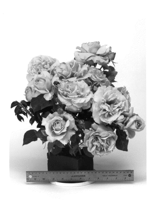 Figure 1 of US plant patent PP24743, the photograph of WEKstameda printed in the patent.