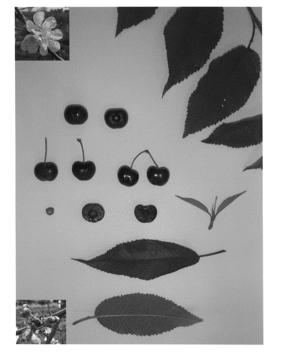 Figure 1 of US plant patent PP24744, the photograph of Glenearly printed in the patent.