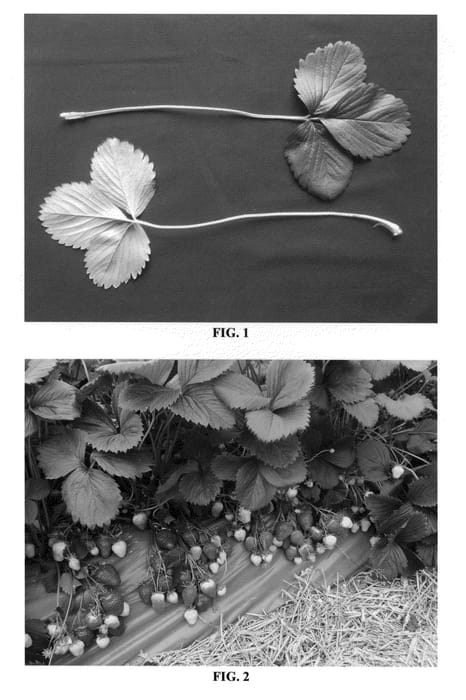 Figure 1 of US plant patent PP24745, the photograph of DrisStrawThirtyFive printed in the patent.