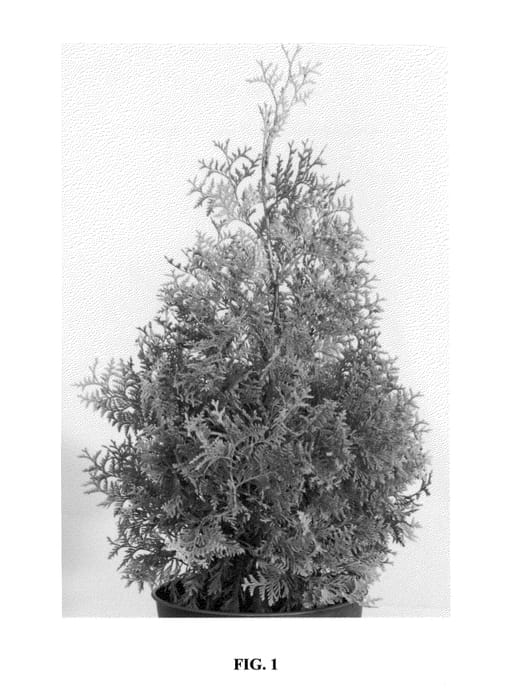Figure 1 of US plant patent PP24746, the photograph of Golden Brabant printed in the patent.