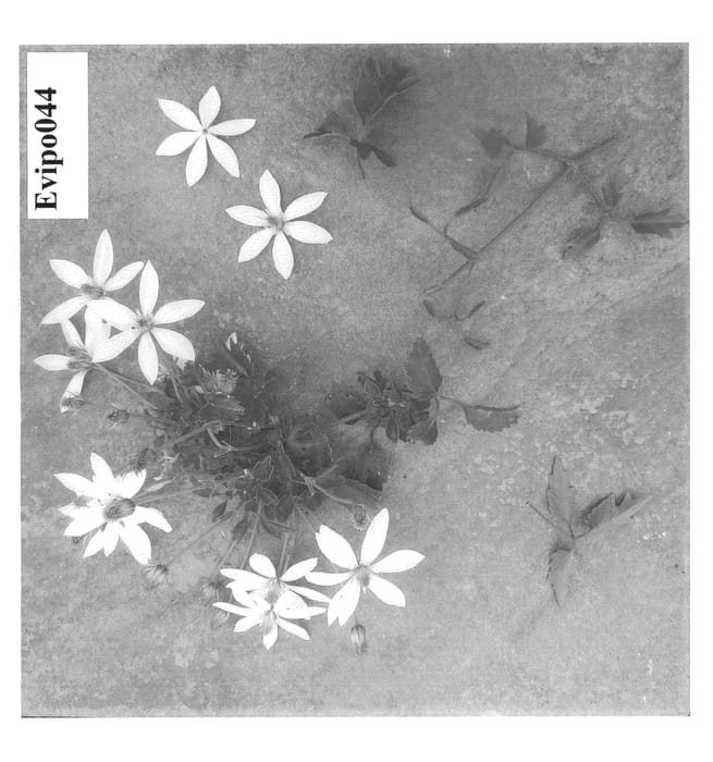 Figure 1 of US plant patent PP24747, the photograph of Evipo044 printed in the patent.