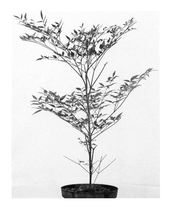 Figure 1 of US plant patent PP24748, the photograph of Sunset printed in the patent.