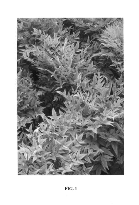 Figure 1 of US plant patent PP24749, the photograph of Lemon-Lime printed in the patent.