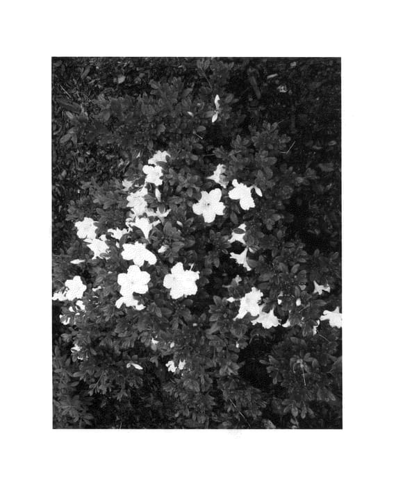Figure 1 of US plant patent PP24750, the photograph of RLH1-15P3 printed in the patent.
