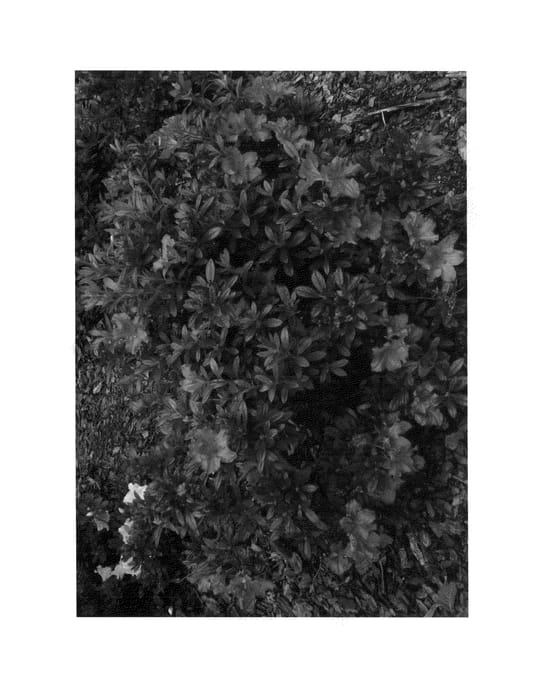 Figure 1 of US plant patent PP24751, the photograph of Azalea plant named RLH1-14P14 printed in the patent.
