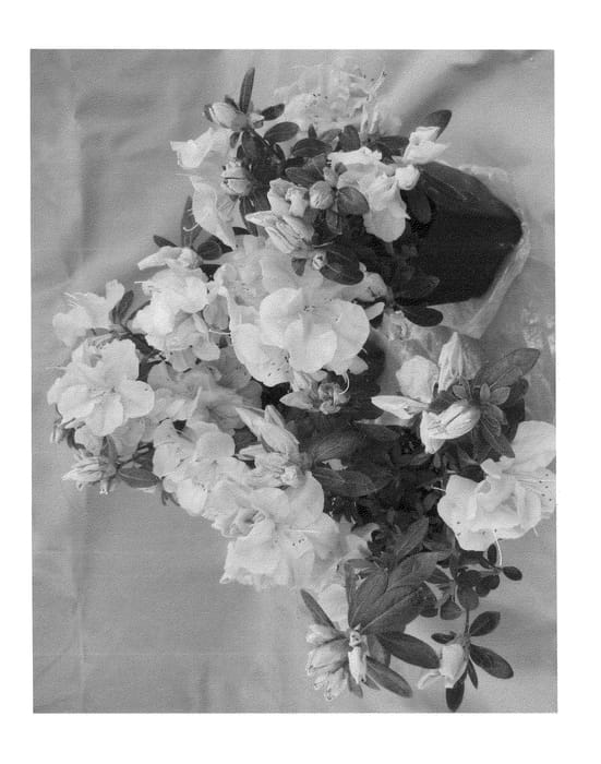 Figure 1 of US plant patent PP24752, the photograph of RLH1-7P14 printed in the patent.