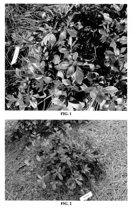 Figure 1 of US plant patent PP24753, the photograph of MNIHAR022 printed in the patent.