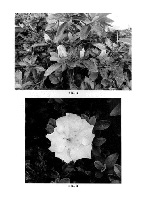 Figure 2 of US plant patent PP24754, the photograph of MNIHAR023 printed in the patent.