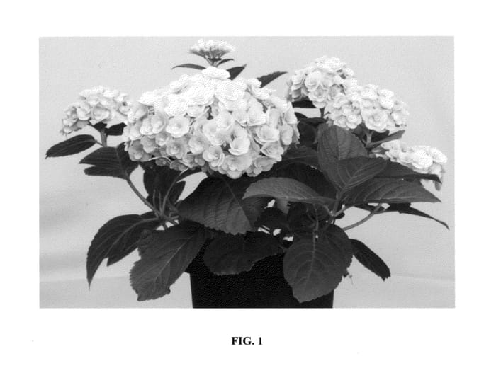 Figure 1 of US plant patent PP24755, the photograph of Youme H1917 printed in the patent.