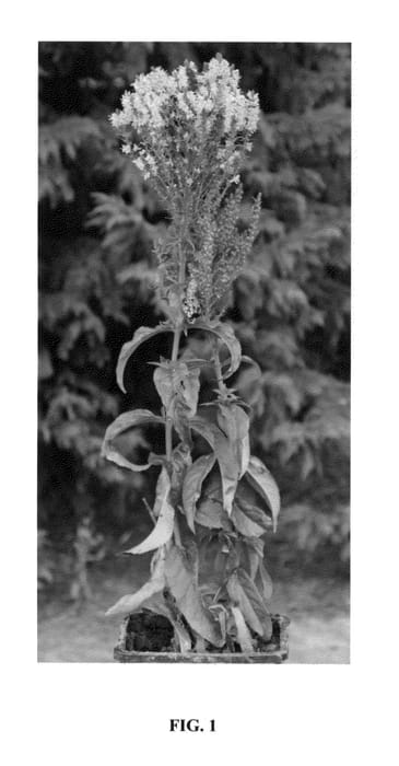 Figure 1 of US plant patent PP24756, the photograph of Pink Bomb printed in the patent.
