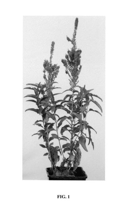 Figure 1 of US plant patent PP24757, the photograph of Purple Explosion printed in the patent.
