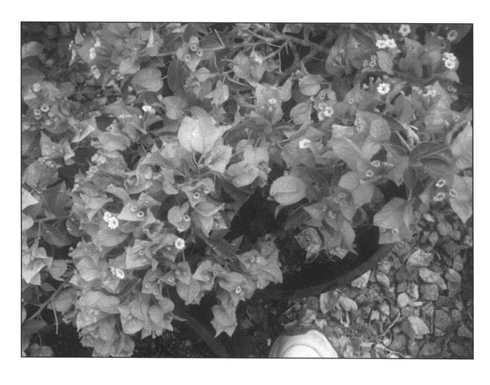 Figure 1 of US plant patent PP24758, the photograph of IREBABS1 printed in the patent.