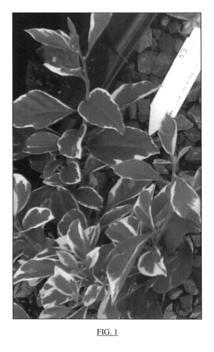 Figure 1 of US plant patent PP24759, the photograph of IREBABS6 printed in the patent.