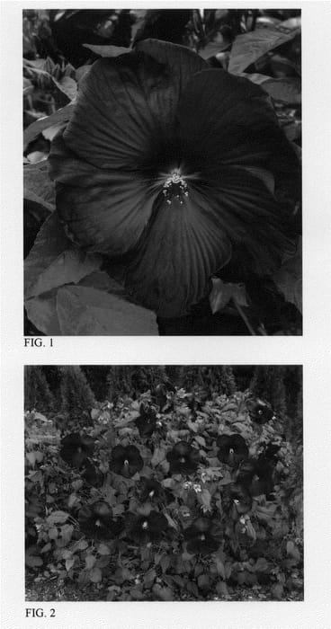 Figure 1 of US plant patent PP24760, the photograph of heartthrob printed in the patent.