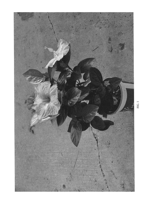 Figure 1 of US plant patent PP24761, the photograph of DUP-FNNP printed in the patent.