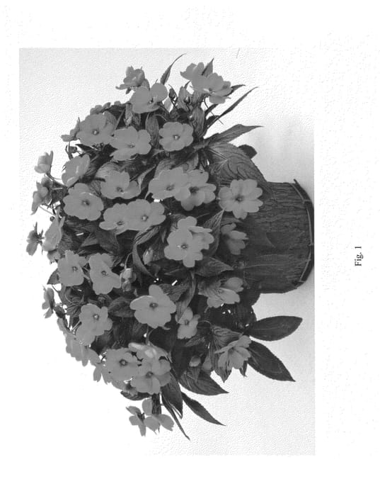 Figure 1 of US plant patent PP24762, the photograph of DHAR328 printed in the patent.