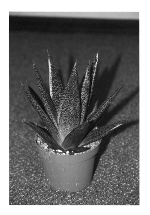 Figure 1 of US plant patent PP24763, the photograph of Green Star printed in the patent.
