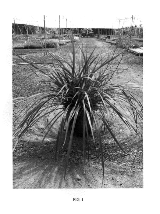 Figure 1 of US plant patent PP24764, the photograph of ROMA06 printed in the patent.