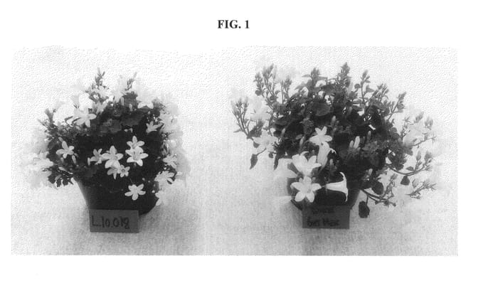 Figure 1 of US plant patent PP24765, the photograph of L.10.018 printed in the patent.