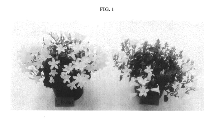 Figure 1 of US plant patent PP24766, the photograph of L.10.061 printed in the patent.