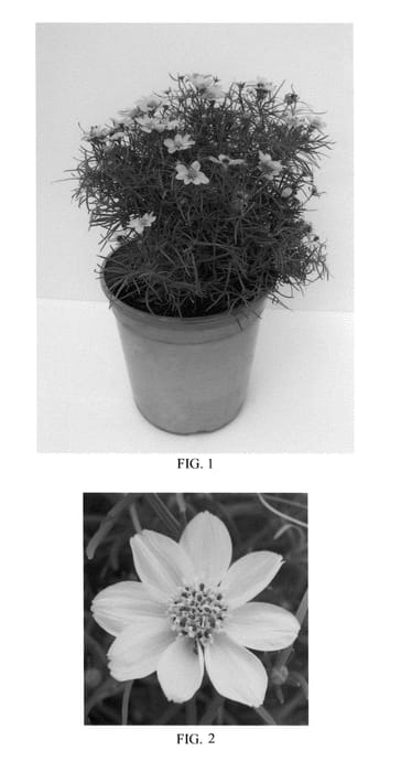 Figure 1 of US plant patent PP24767, the photograph of Sylvester printed in the patent.