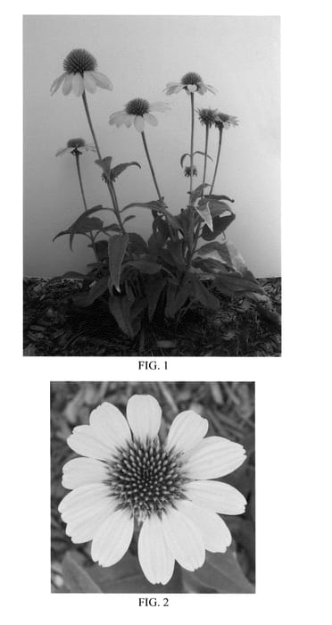 Figure 1 of US plant patent PP24768, the photograph of Balsomemy printed in the patent.