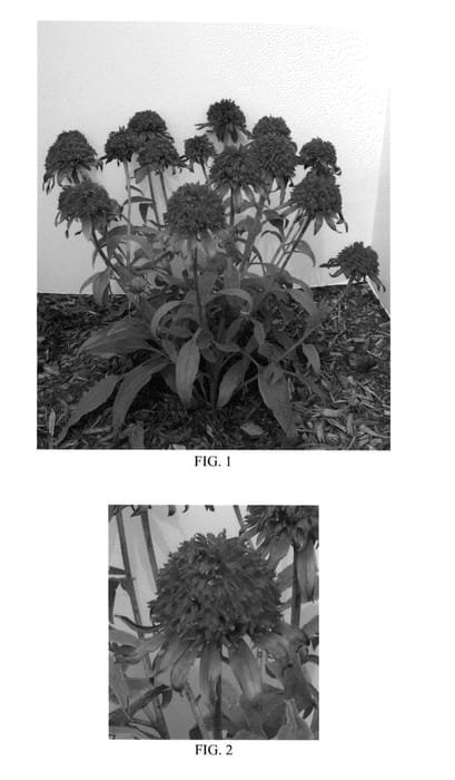 Figure 1 of US plant patent PP24769, the photograph of Balscanery printed in the patent.