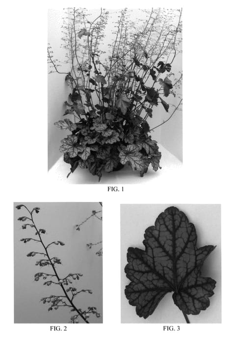 Figure 1 of US plant patent PP24770, the photograph of Carnival Silver Streak printed in the patent.