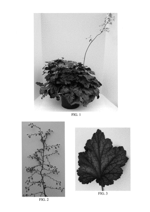 Figure 1 of US plant patent PP24771, the photograph of Carnival Plum Crazy printed in the patent.