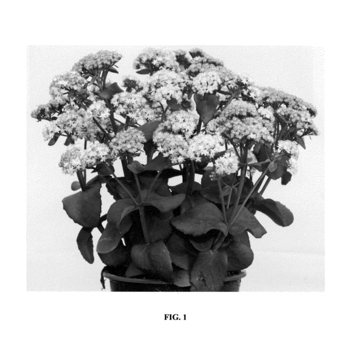 Figure 1 of US plant patent PP24772, the photograph of Eline printed in the patent.