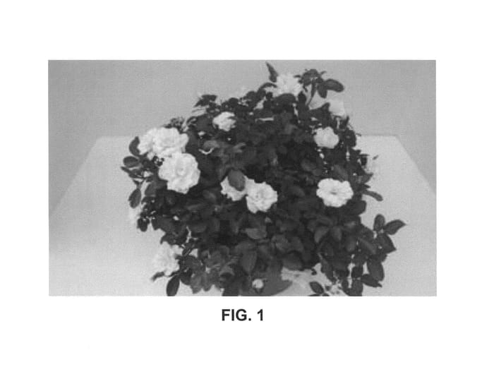 Figure 1 of US plant patent PP24773, the photograph of Novarospop printed in the patent.