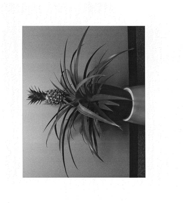 Figure 1 of US plant patent PP24774, the photograph of Duranas2 printed in the patent.