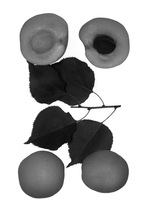 Figure 1 of US plant patent PP24775, the photograph of Laguna printed in the patent.