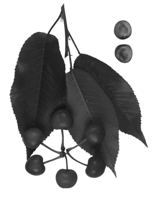 Figure 1 of US plant patent PP24776, the photograph of Royal Lydia printed in the patent.