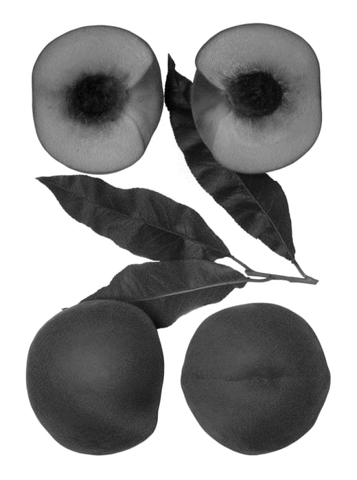 Figure 1 of US plant patent PP24777, the photograph of Summer Amelia printed in the patent.