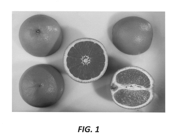 Figure 1 of US plant patent PP24778, the photograph of Kirkwood Red printed in the patent.