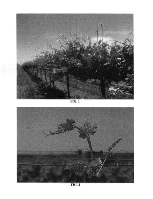 Figure 1 of US plant patent PP24779, the photograph of CAR98-710 printed in the patent.