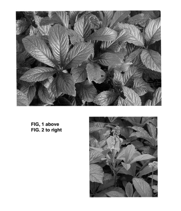 Figure 1 of US plant patent PP24780, the photograph of Bronze Peacock printed in the patent.