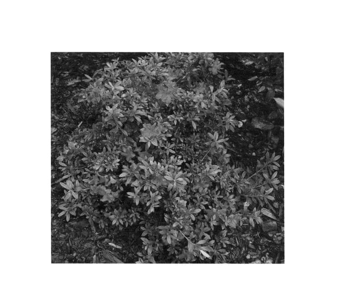 Figure 1 of US plant patent PP24781, the photograph of RLH1-13P11 printed in the patent.