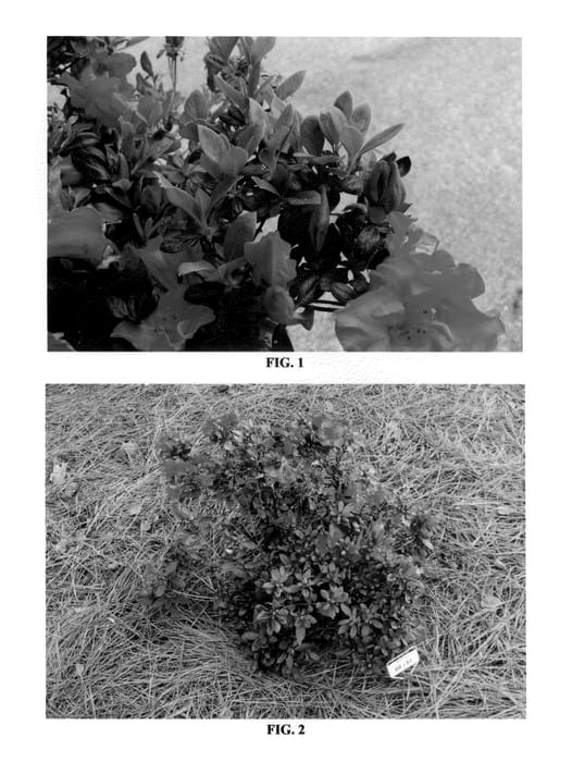 Figure 1 of US plant patent PP24782, the photograph of MNIHAR020 printed in the patent.